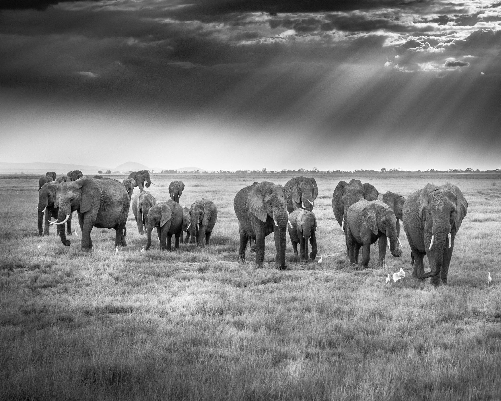 Breakfast with Pachyderms