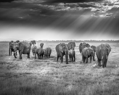 Breakfast with Pachyderms