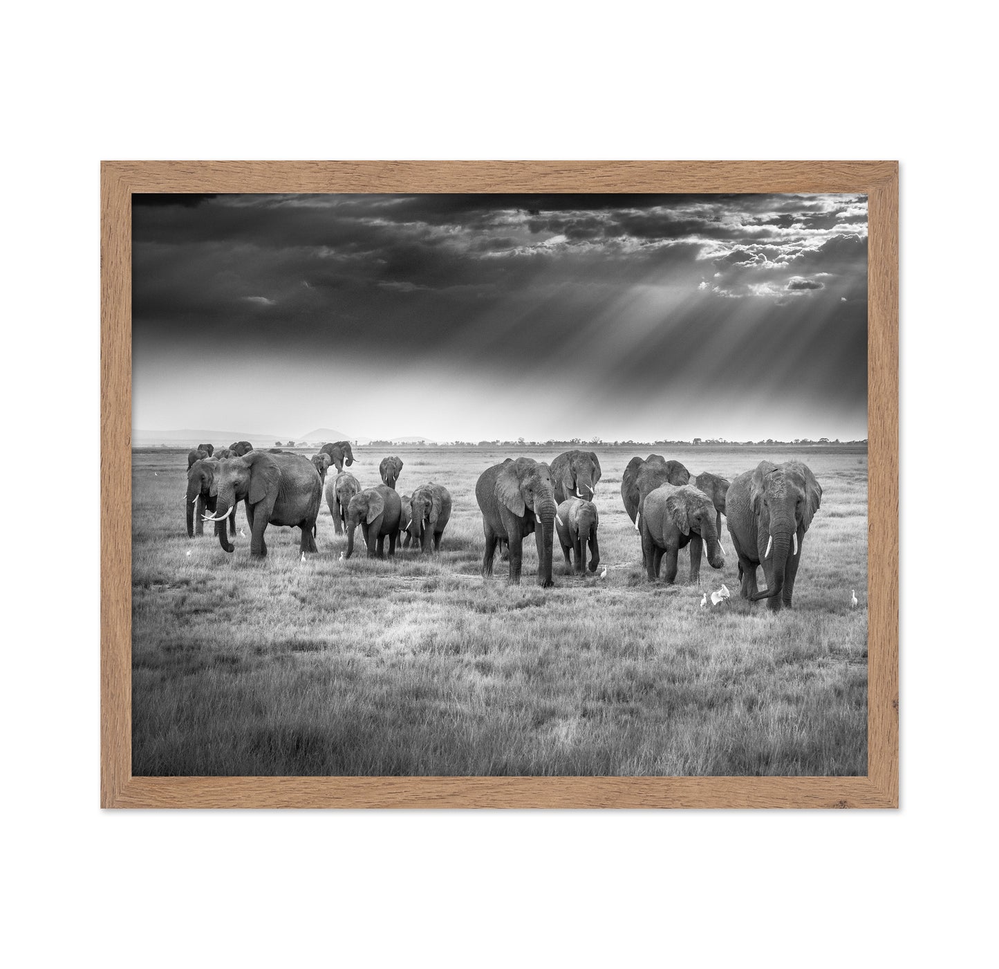 Breakfast with Pachyderms