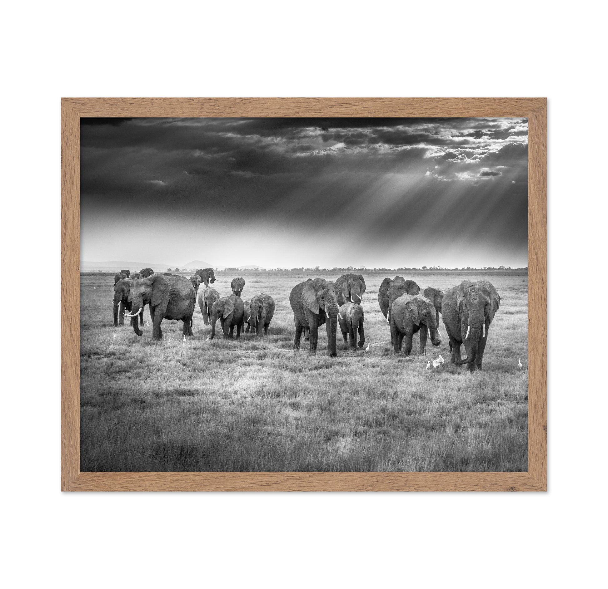 Breakfast with Pachyderms