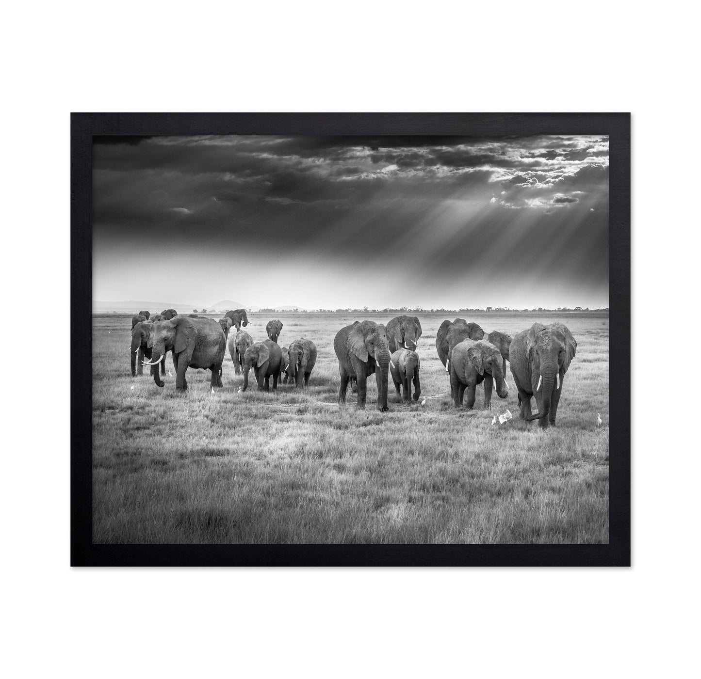 Breakfast with Pachyderms