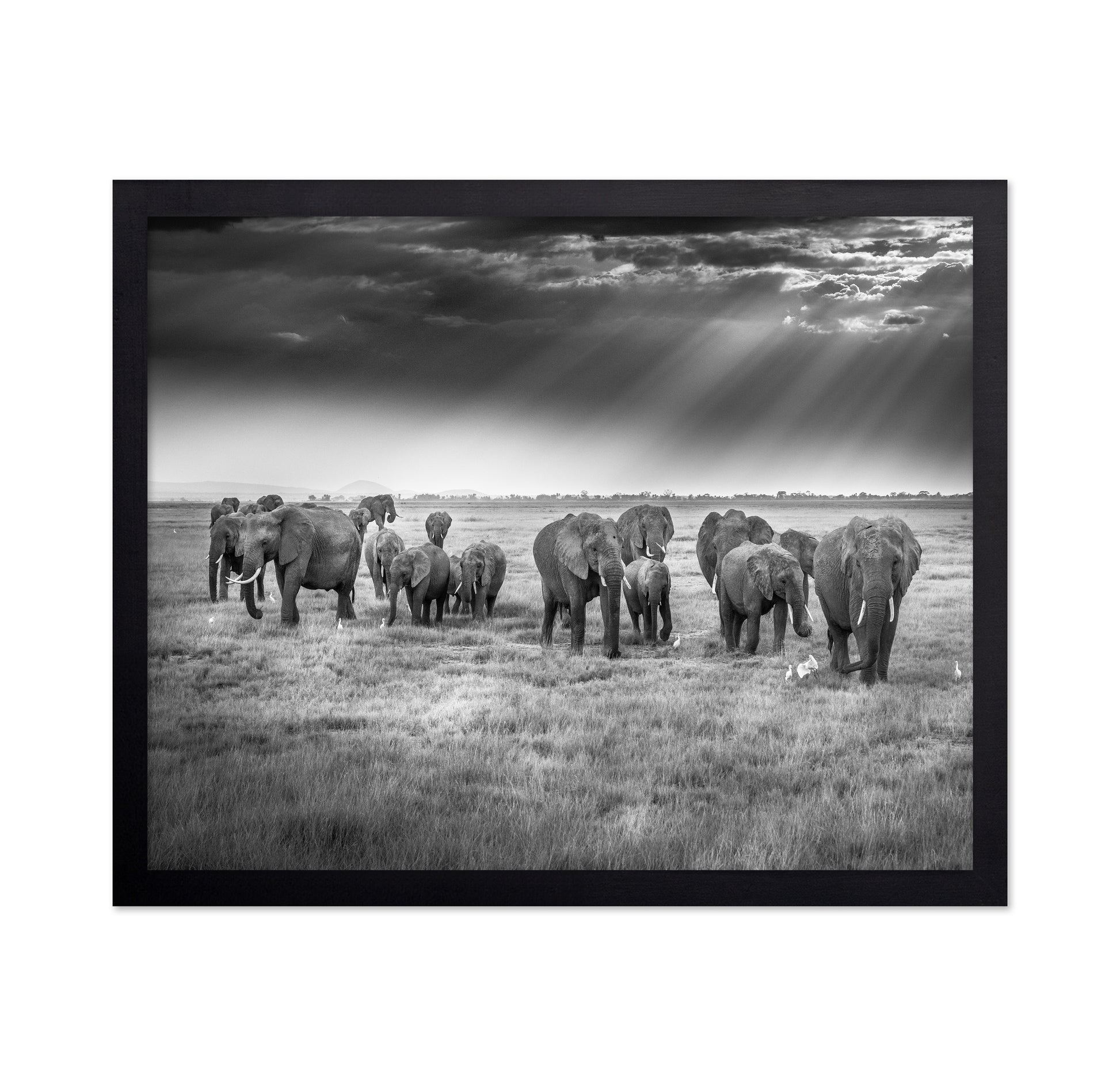 Breakfast with Pachyderms