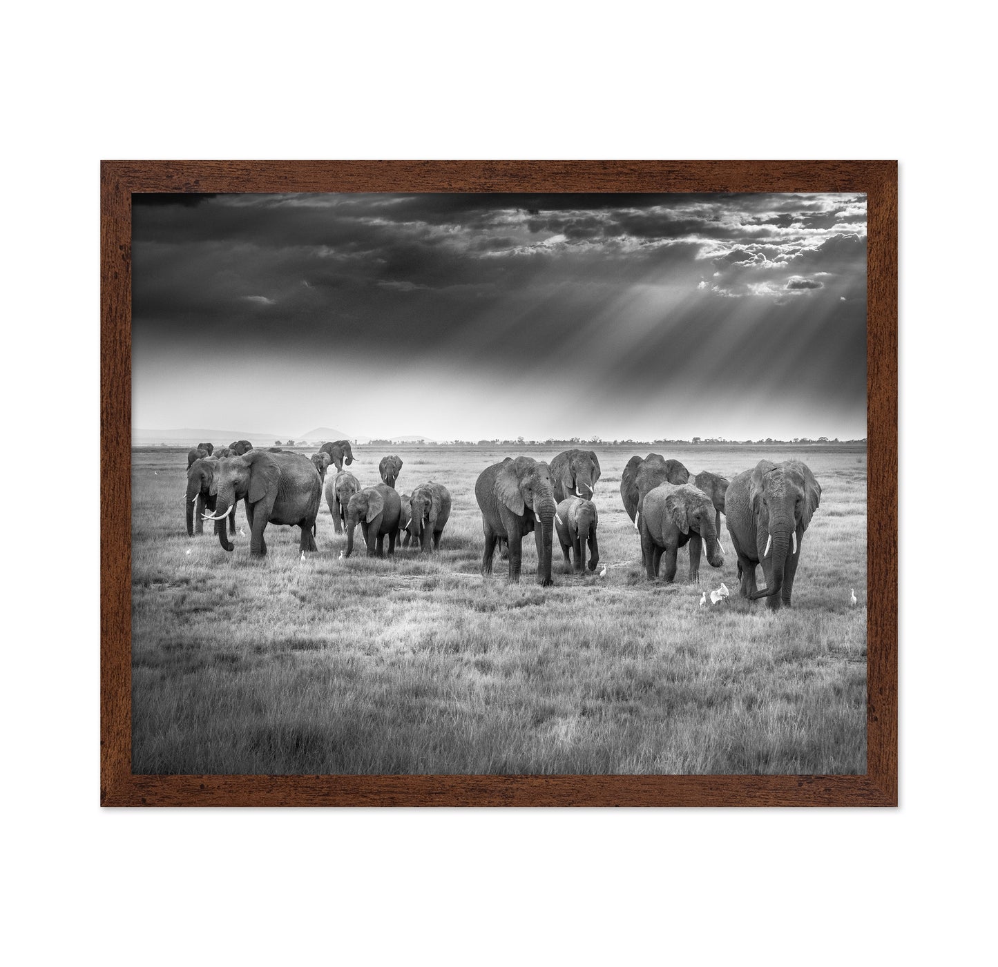 Breakfast with Pachyderms