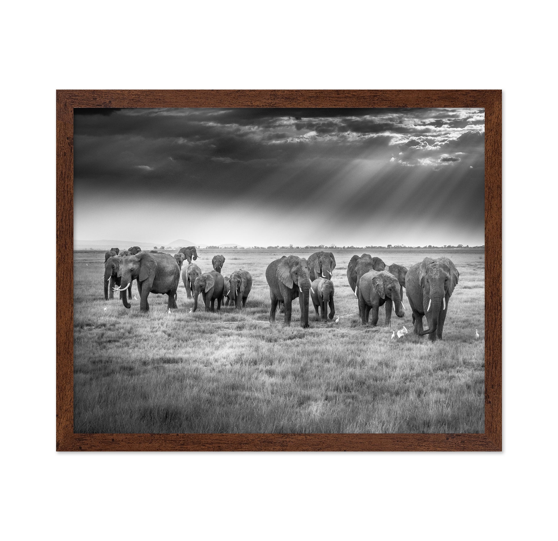 Breakfast with Pachyderms