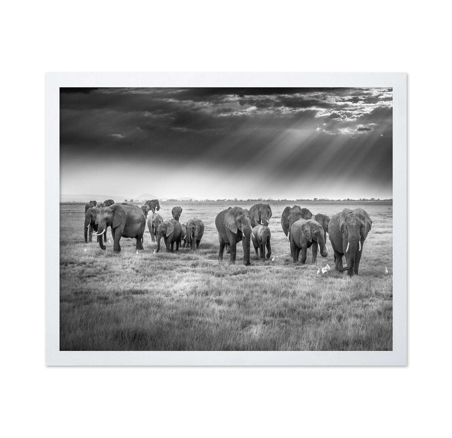 Breakfast with Pachyderms