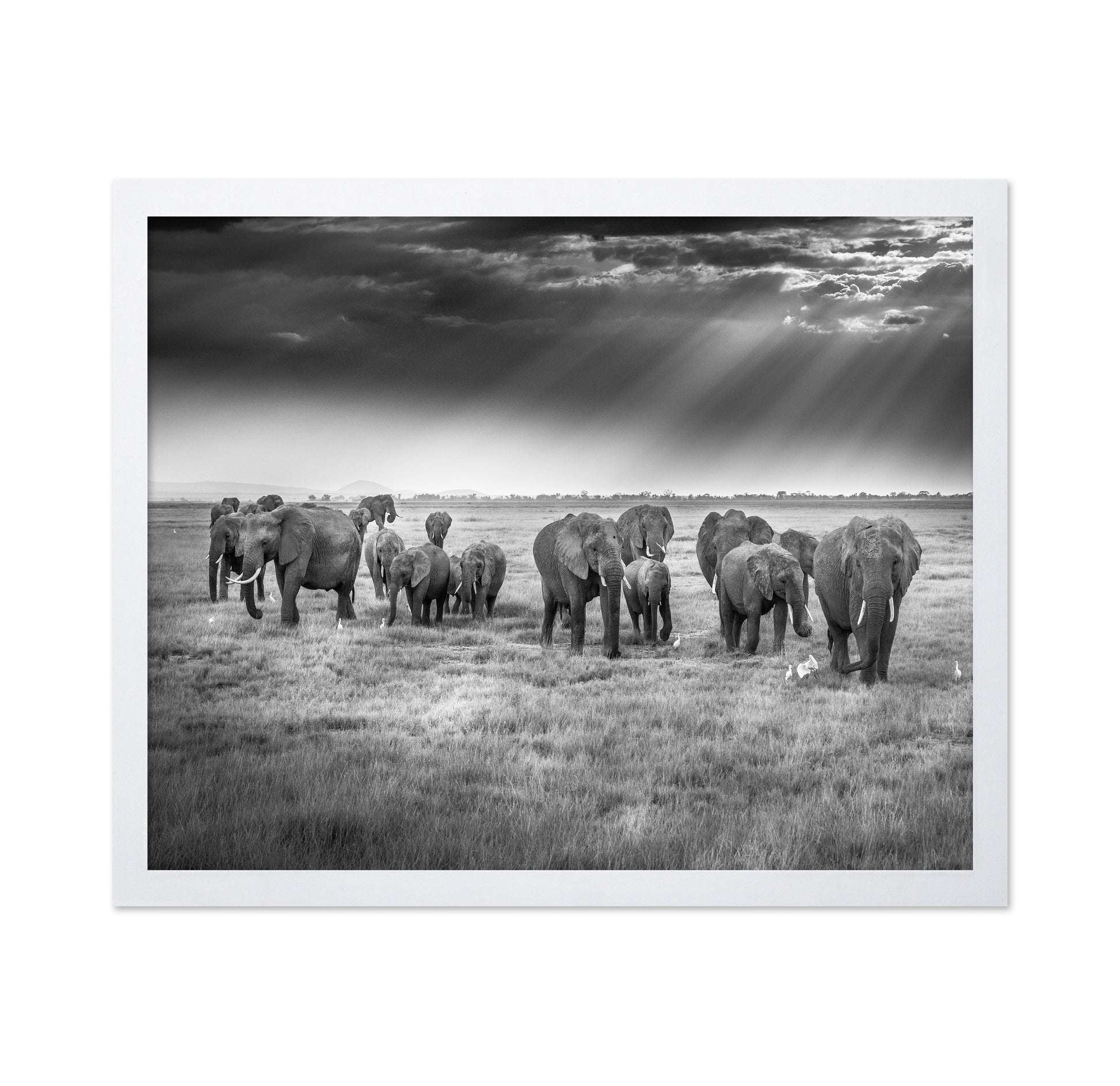 Breakfast with Pachyderms