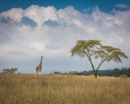 East Africa