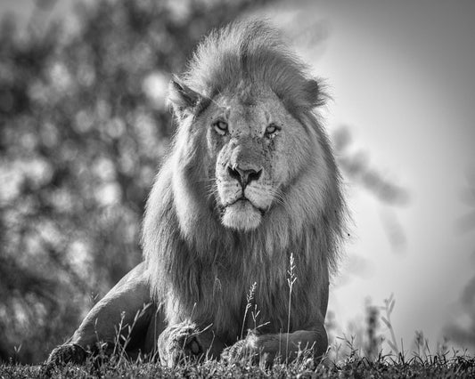Monochromatic Lion King