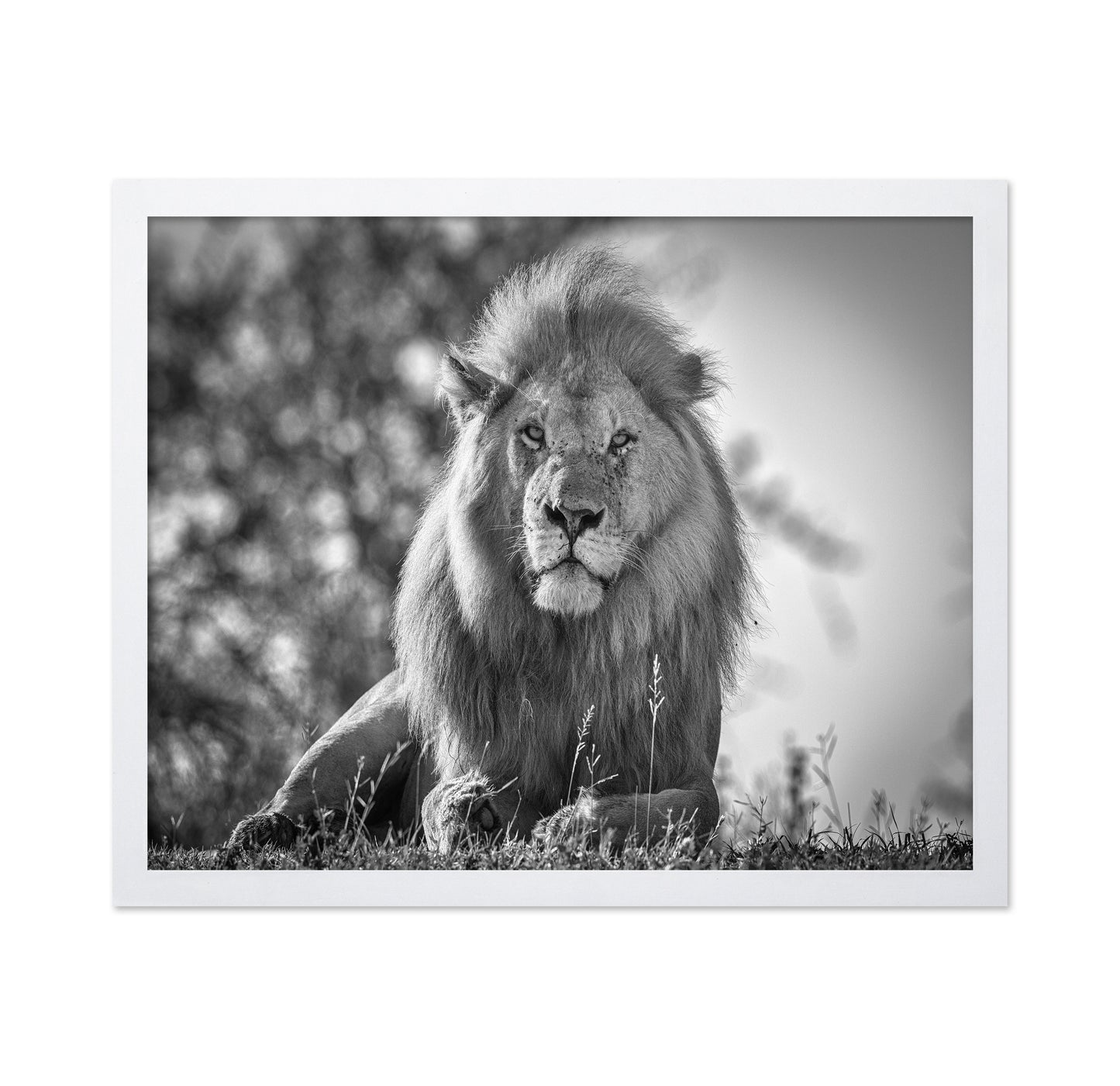 Monochromatic Lion King