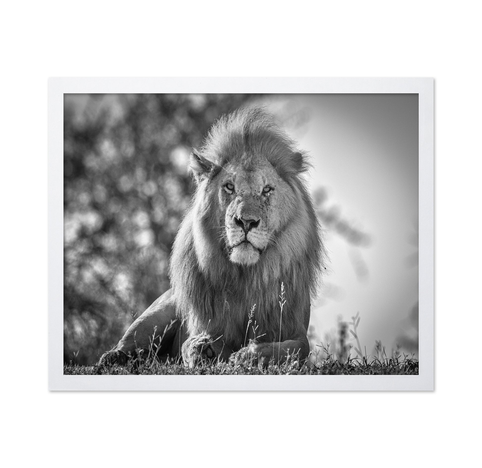 Monochromatic Lion King