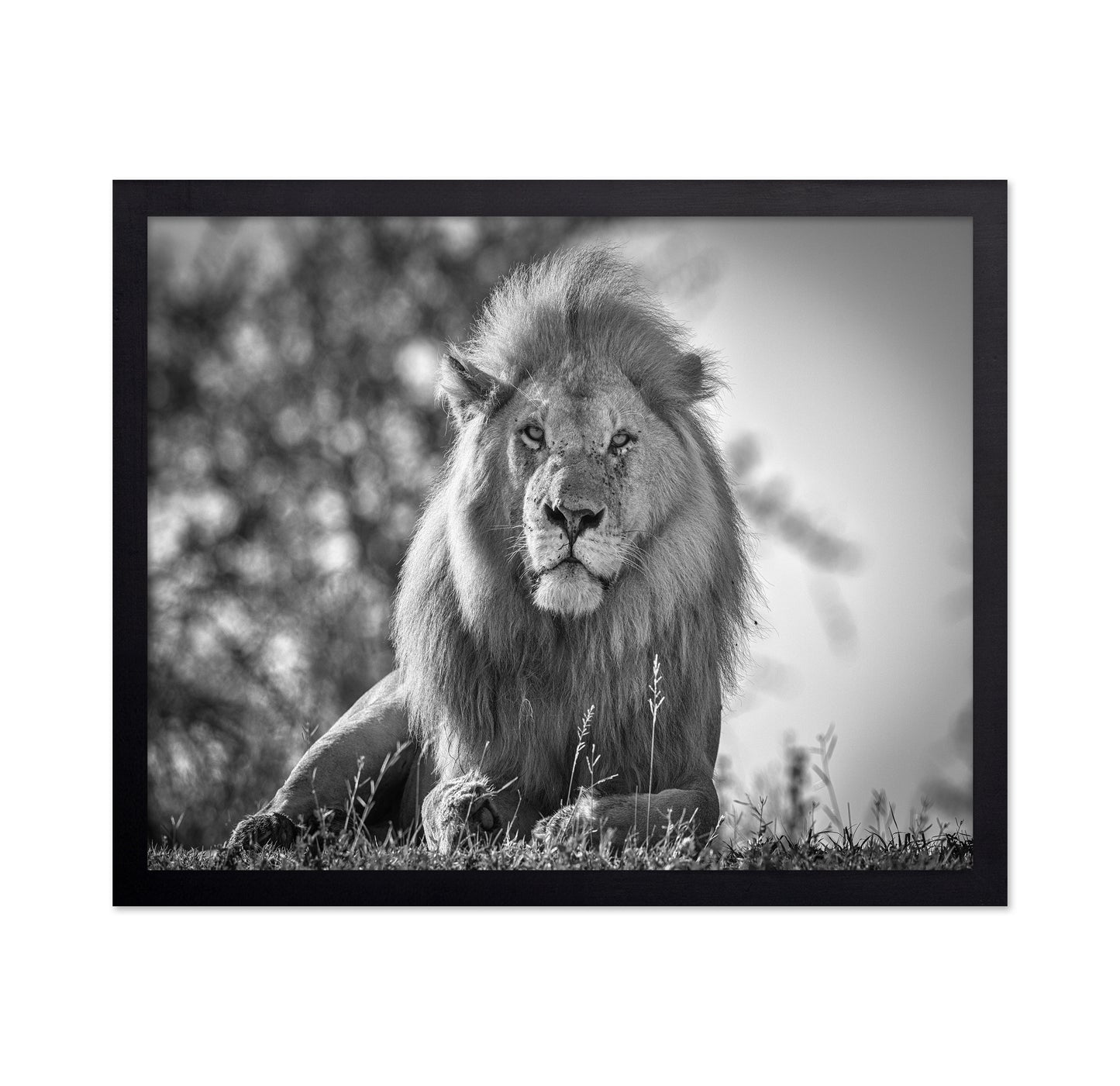 Monochromatic Lion King