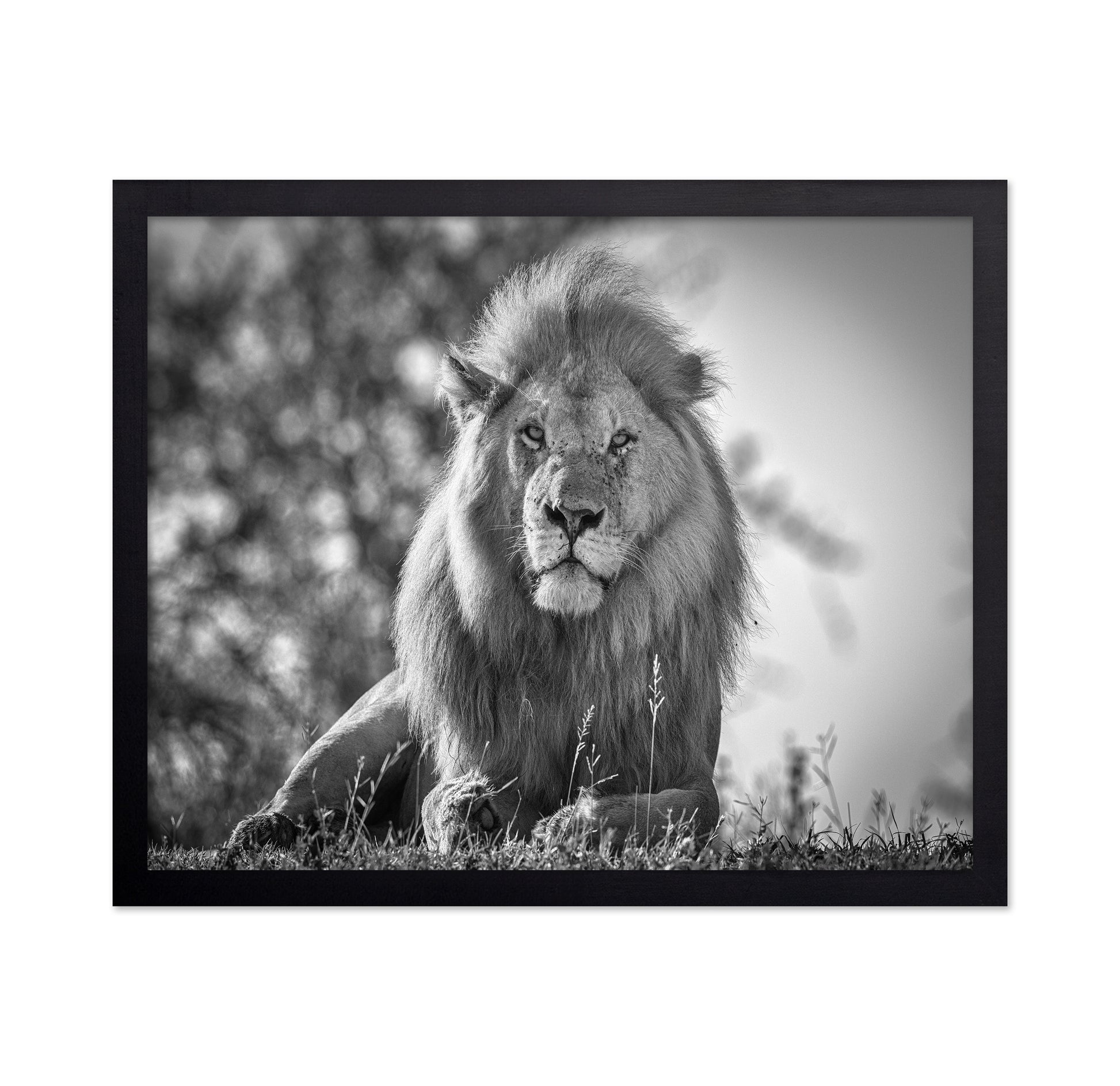 Monochromatic Lion King