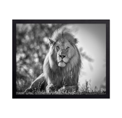 Monochromatic Lion King