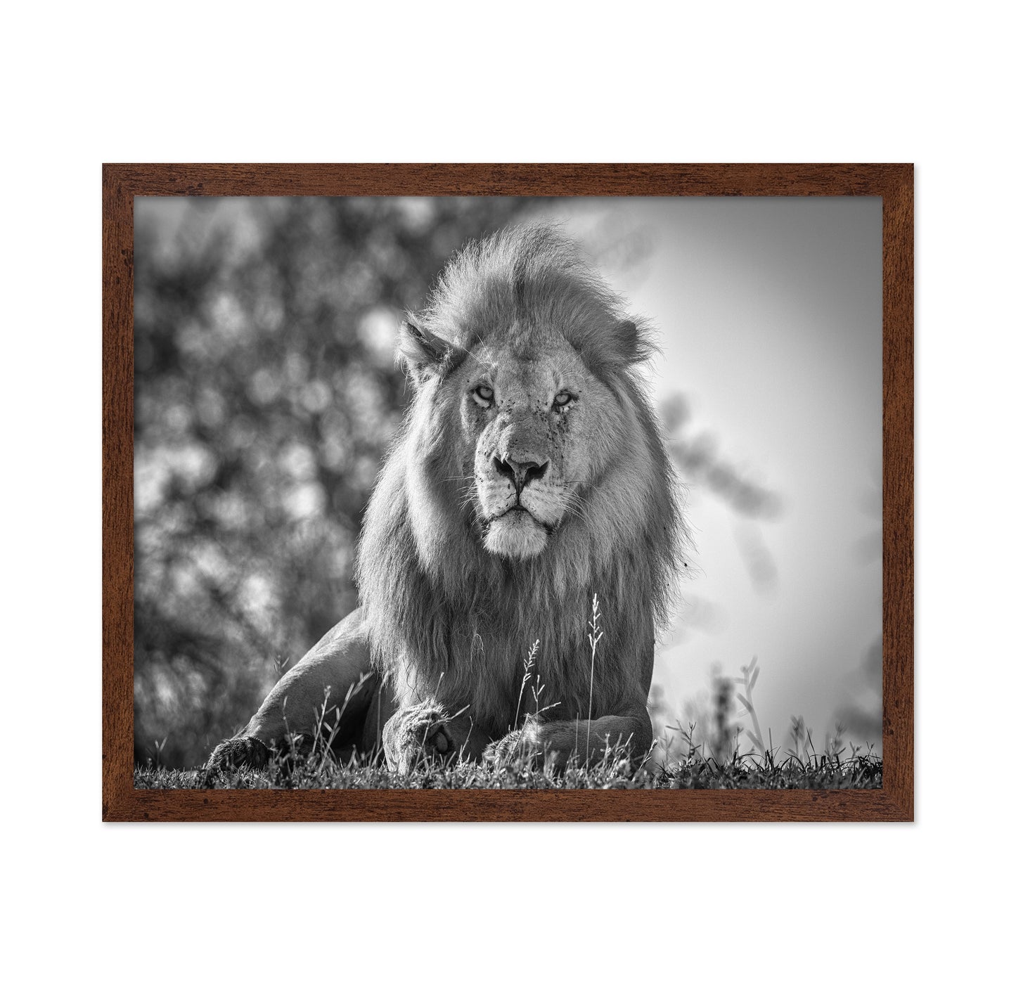 Monochromatic Lion King