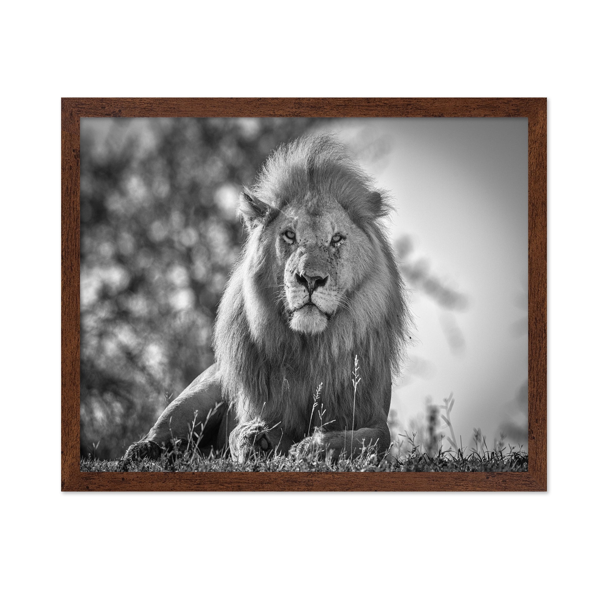 Monochromatic Lion King