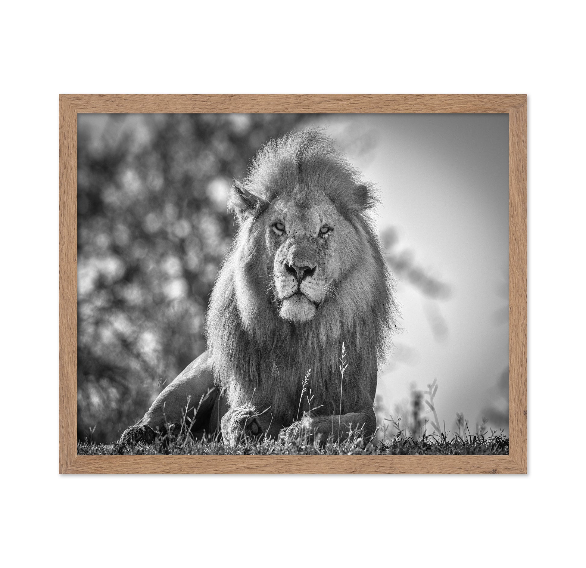 Monochromatic Lion King