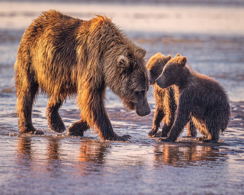 Spring Cubs