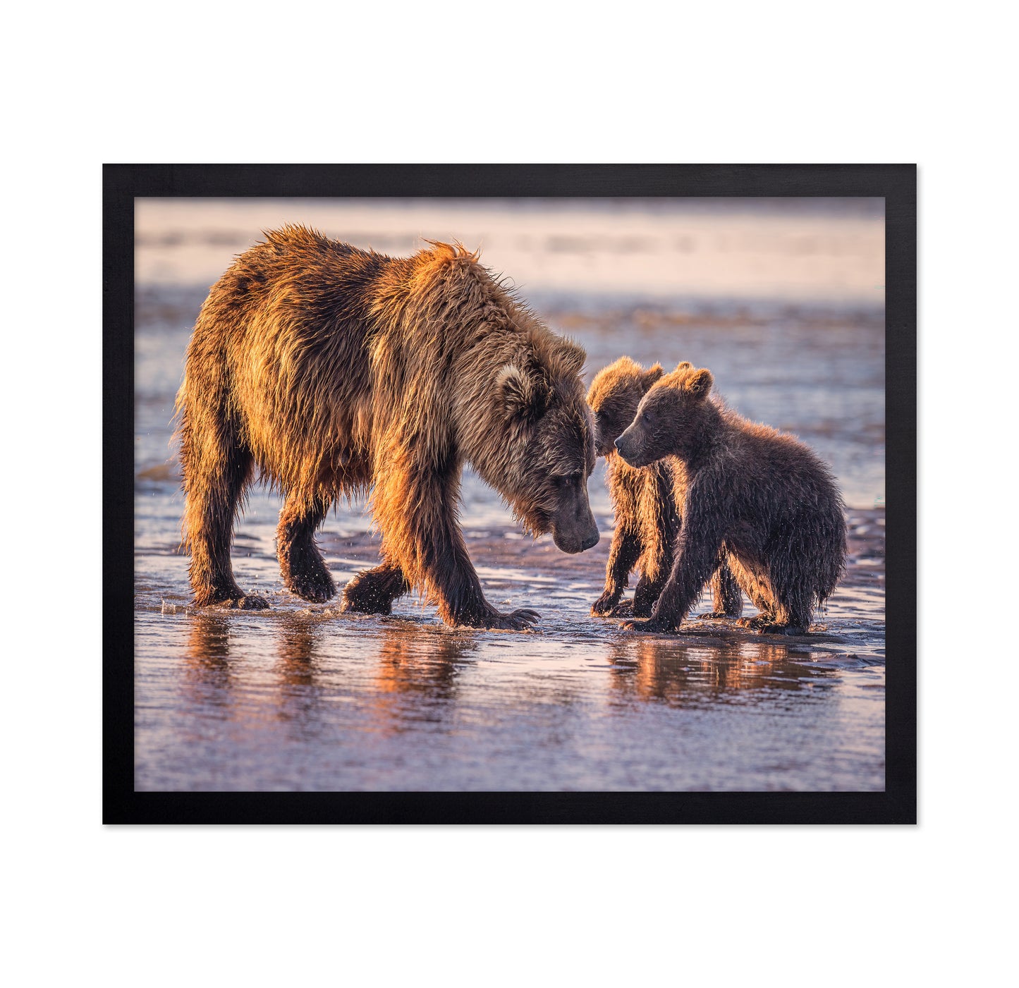 Spring Cubs