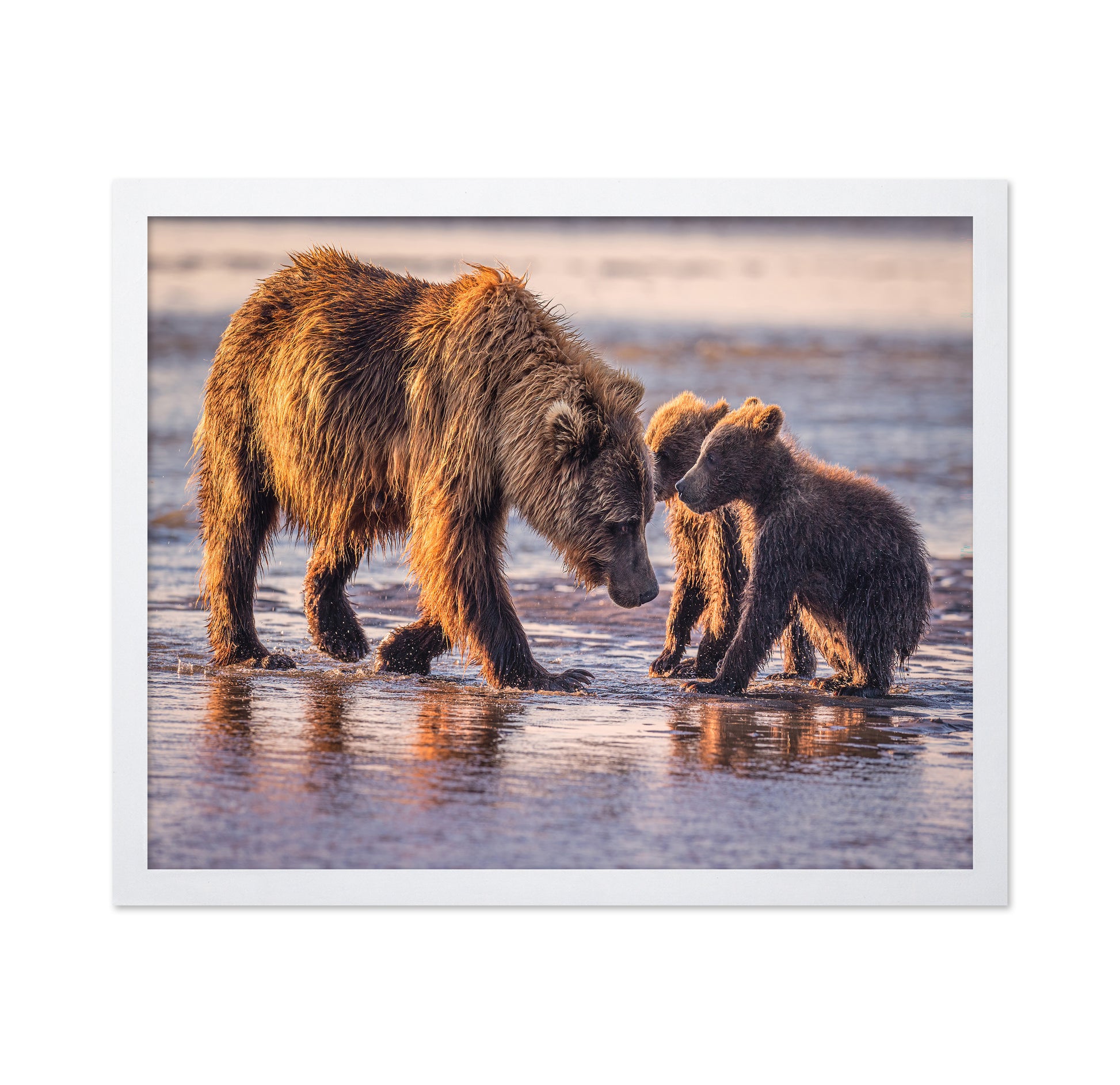 Spring Cubs