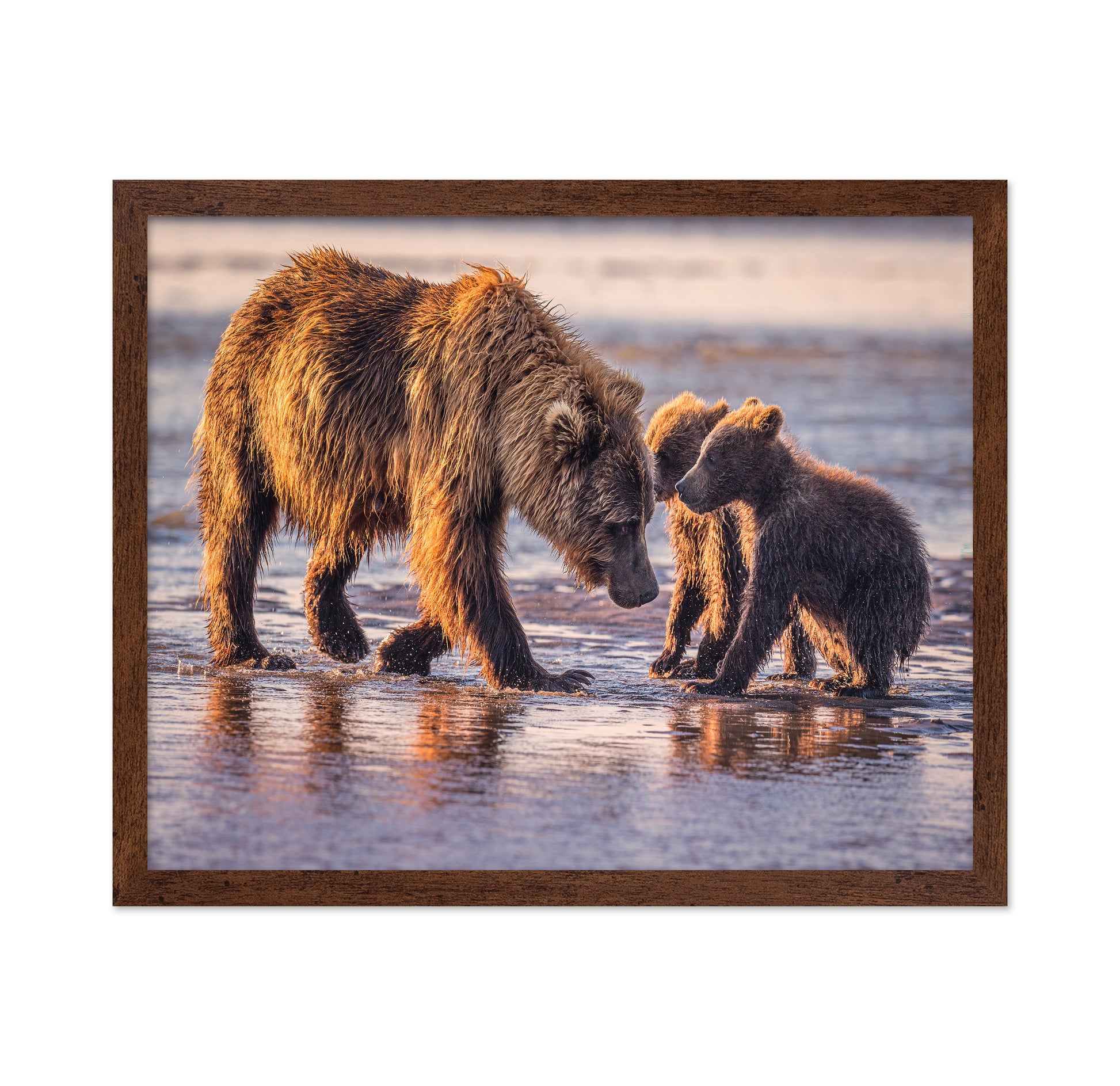 Spring Cubs