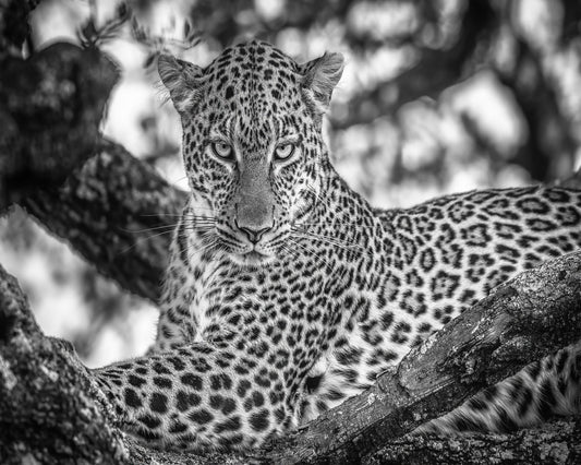 The Leopards Stare