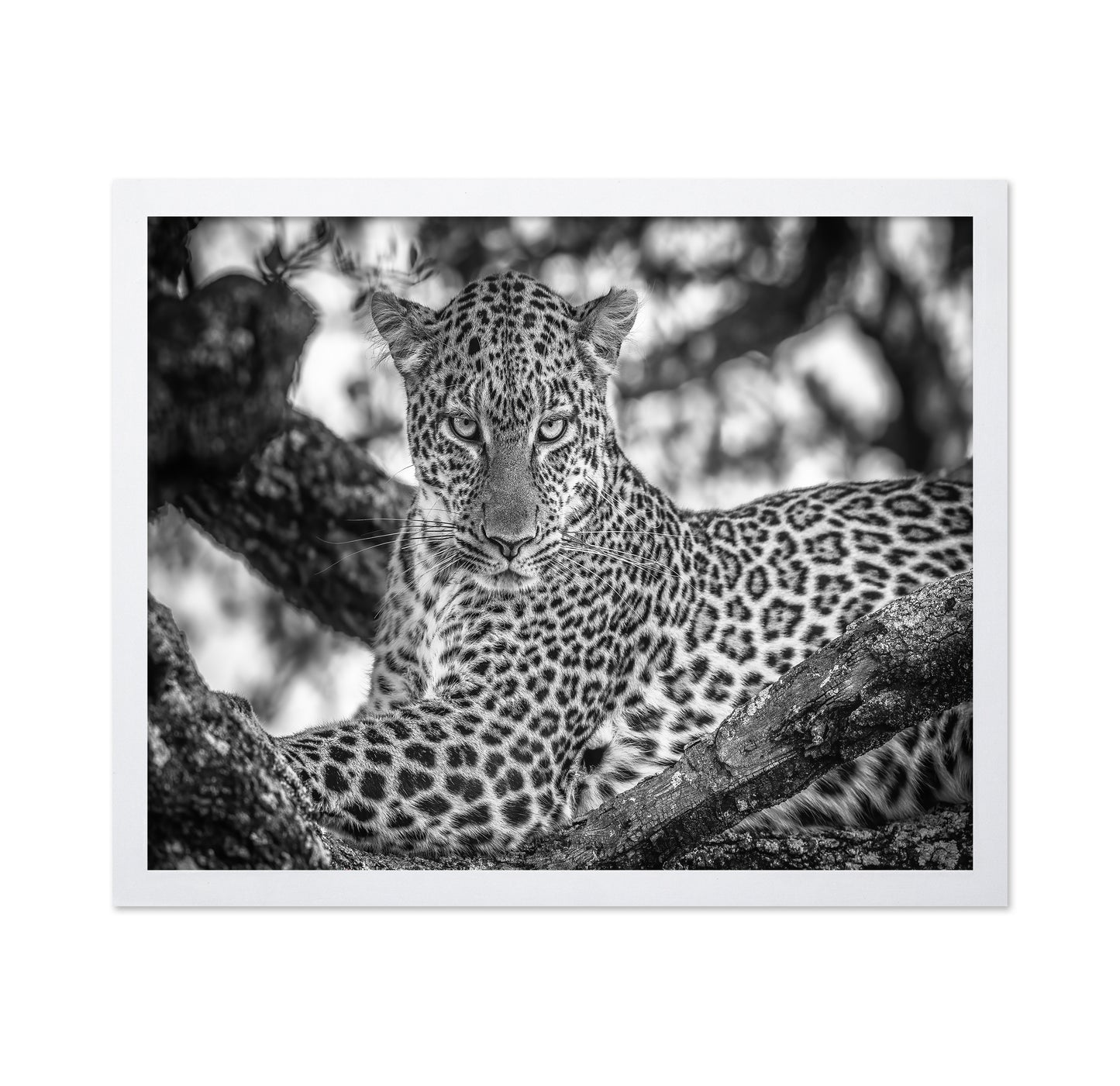 The Leopards Stare