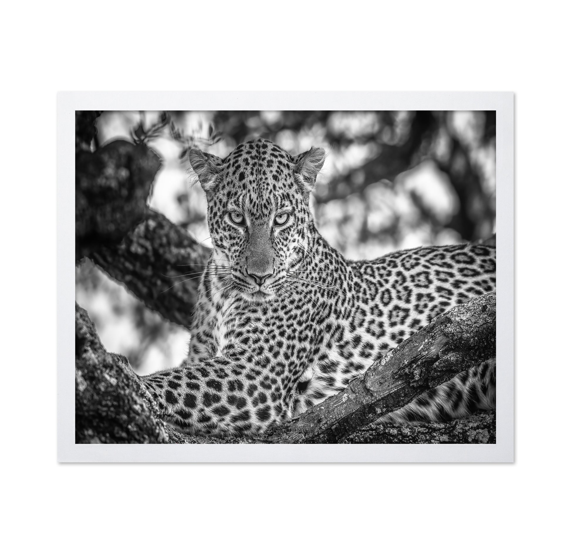 The Leopards Stare