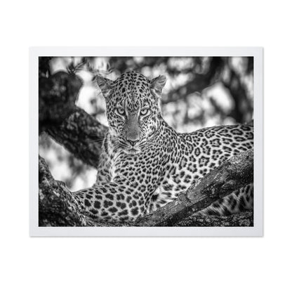 The Leopards Stare