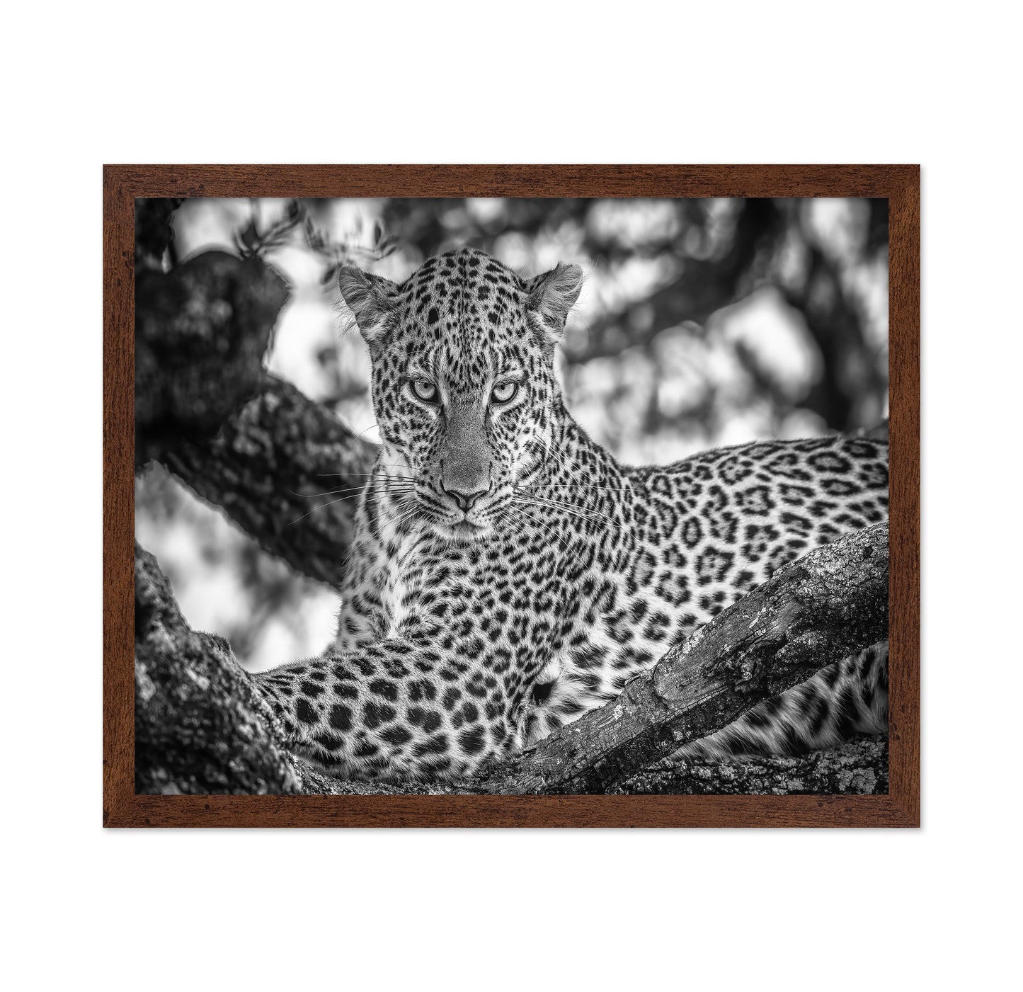 The Leopards Stare
