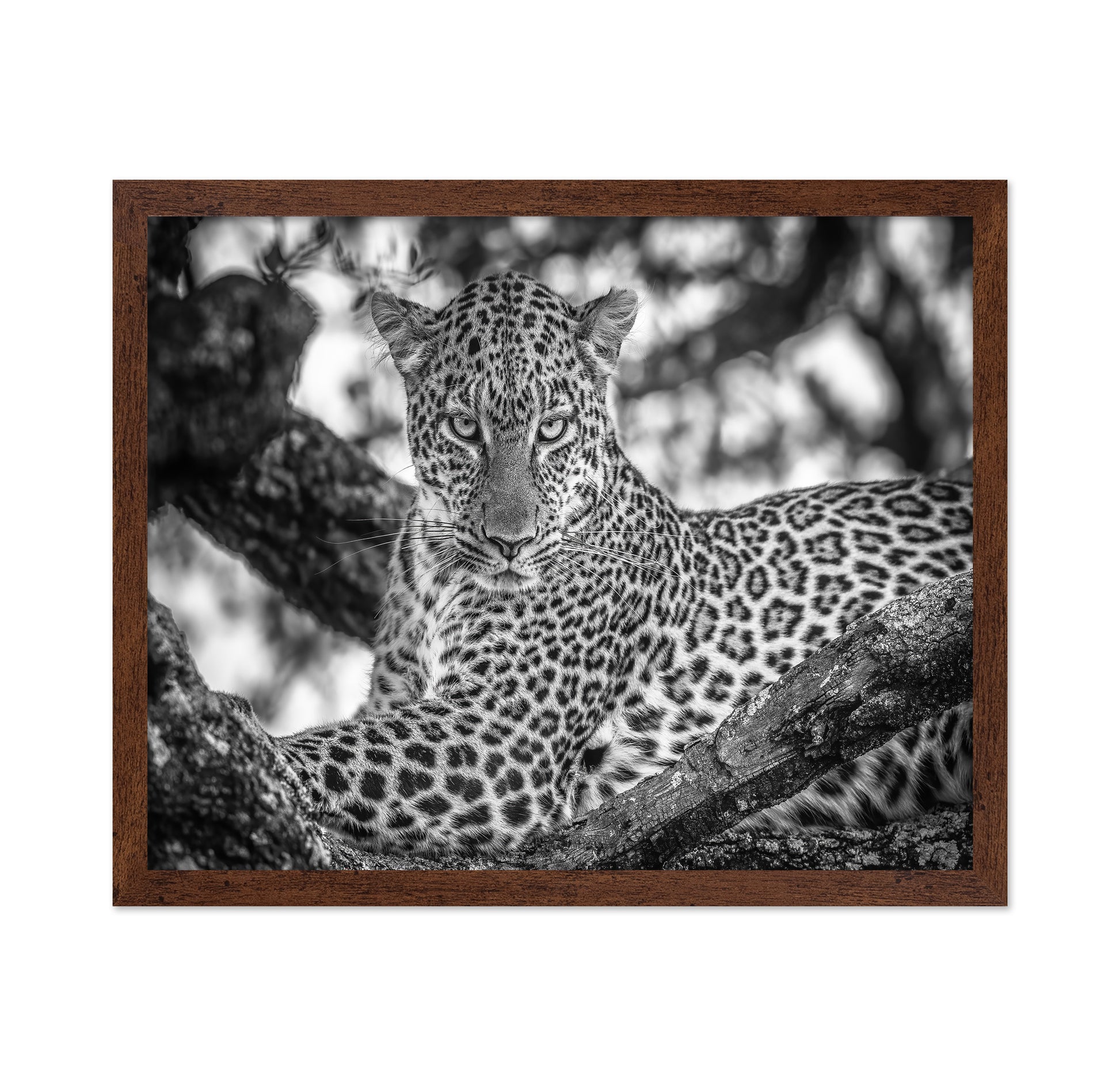 The Leopards Stare