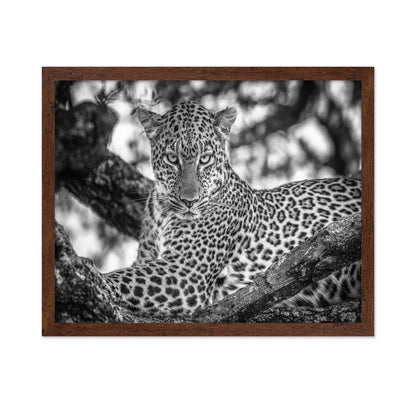 The Leopards Stare