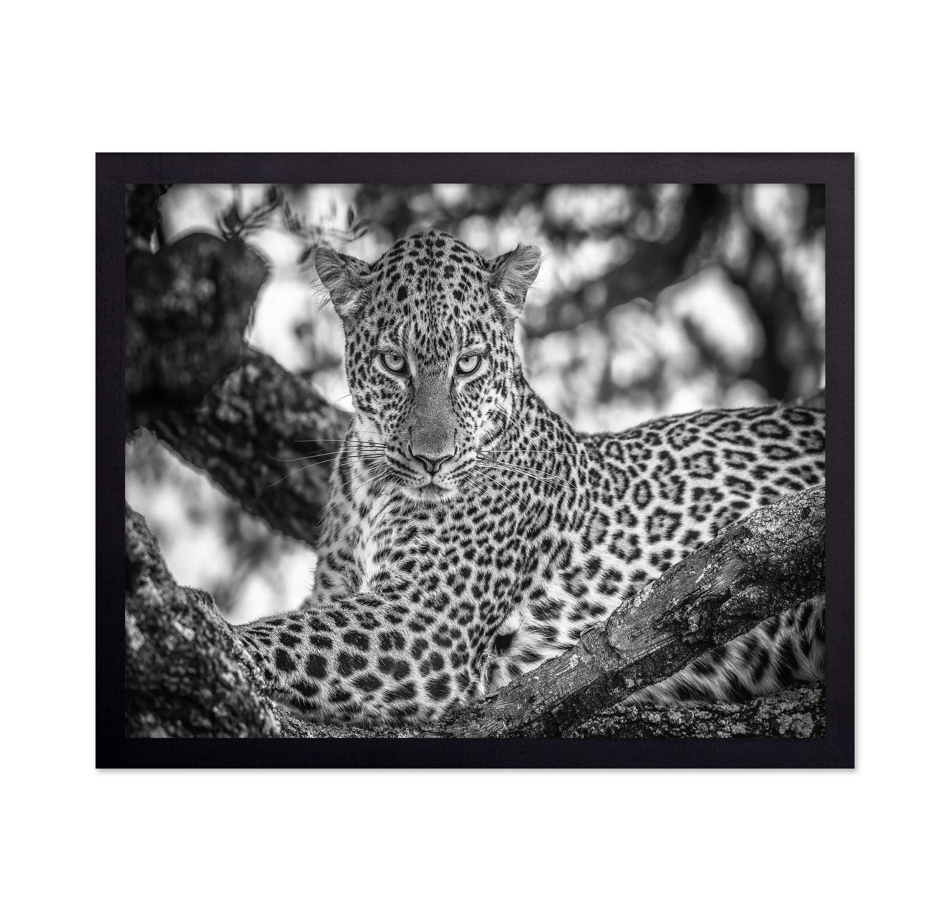 The Leopards Stare