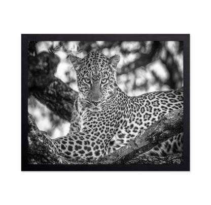 The Leopards Stare