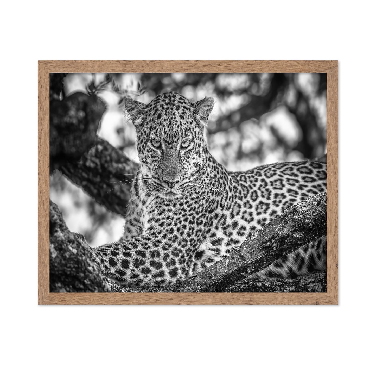 The Leopards Stare