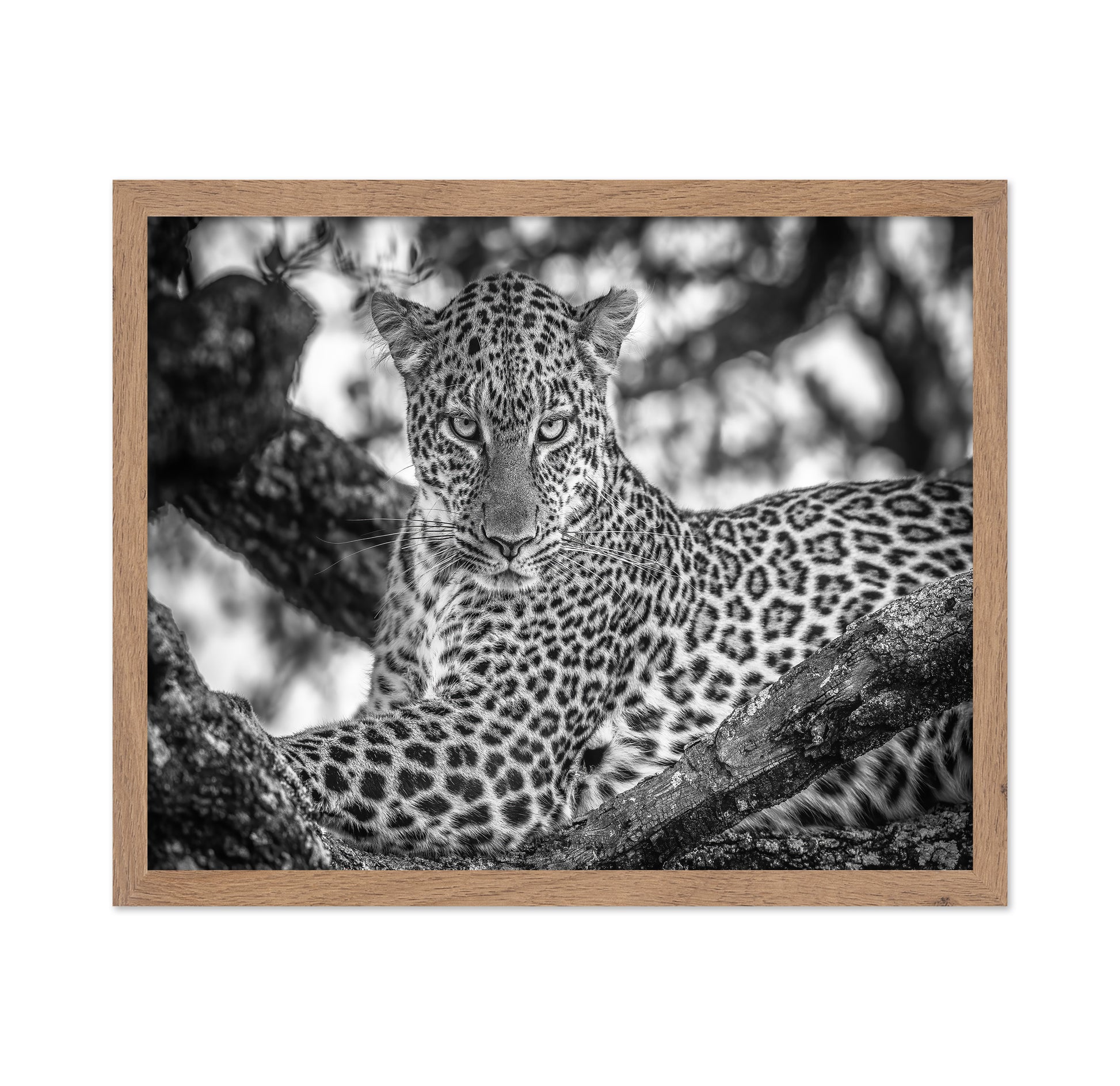 The Leopards Stare