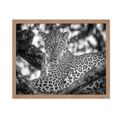 The Leopards Stare