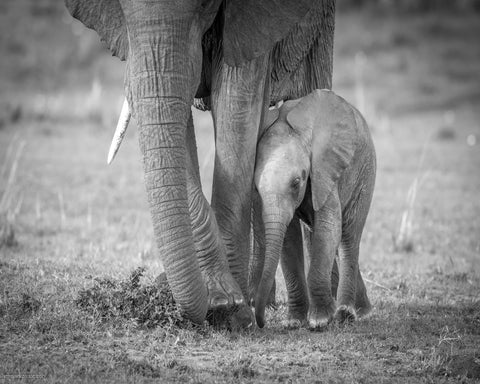 Elephant Mother and Baby