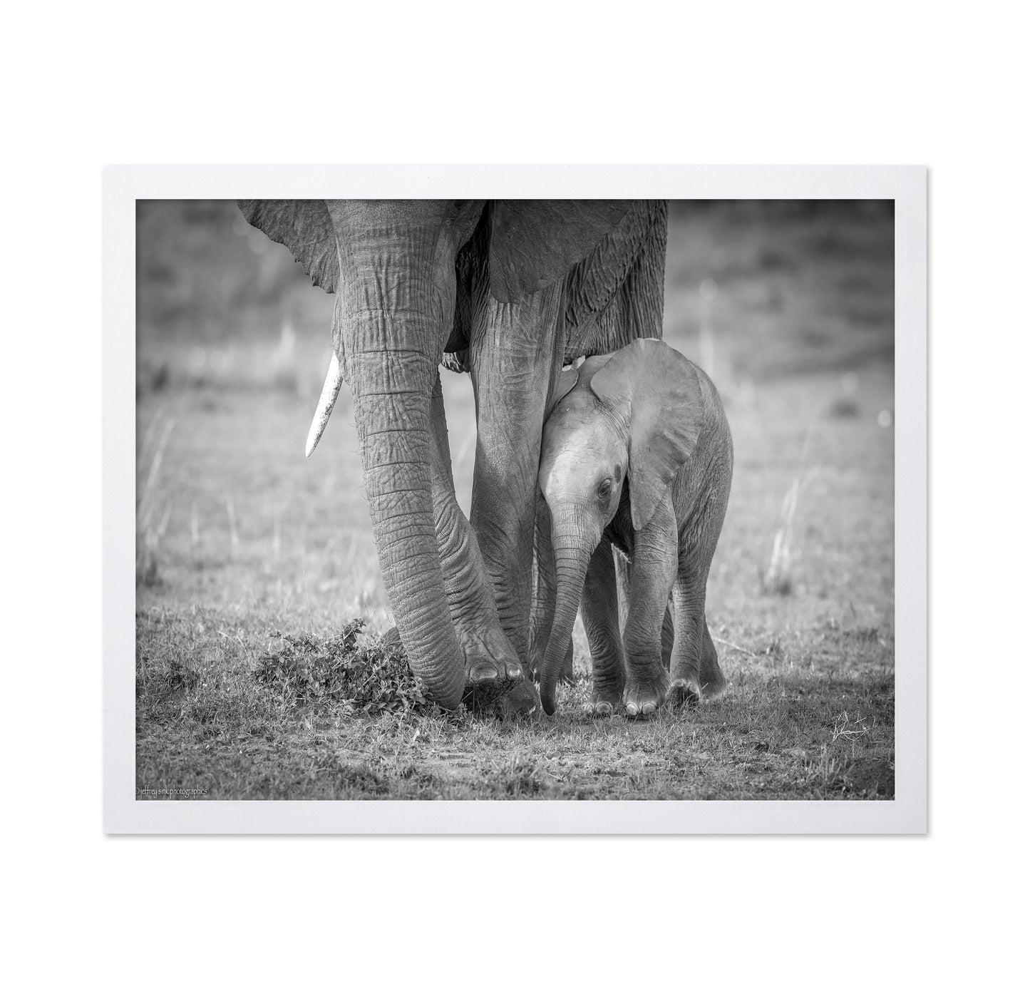Elephant Mother and Baby
