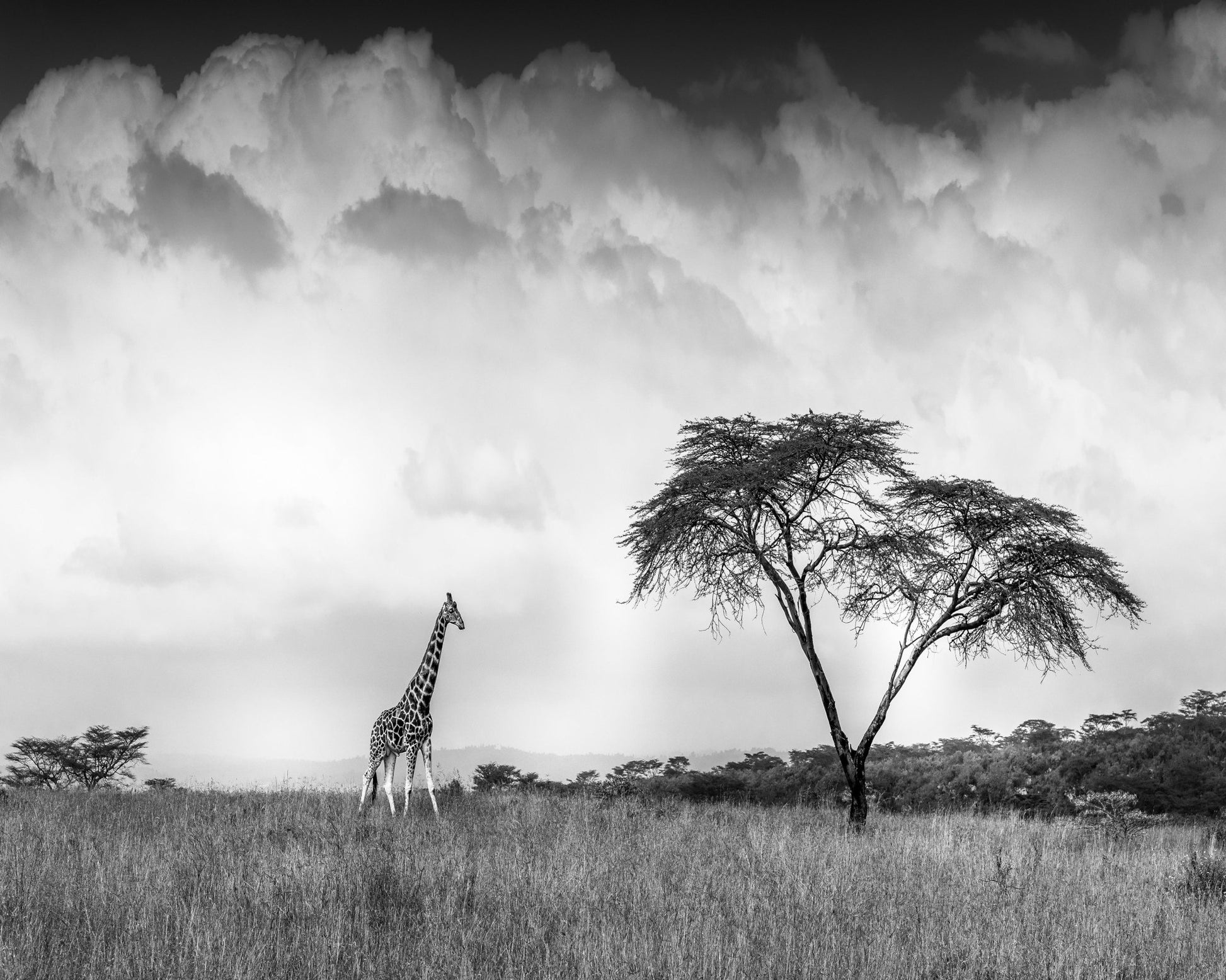 And I Dreamed Of Africa