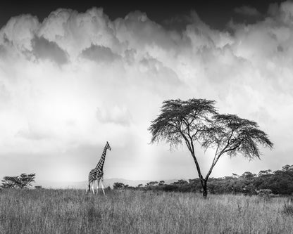 And I Dreamed Of Africa