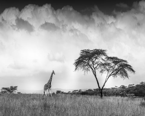 And I Dreamed Of Africa