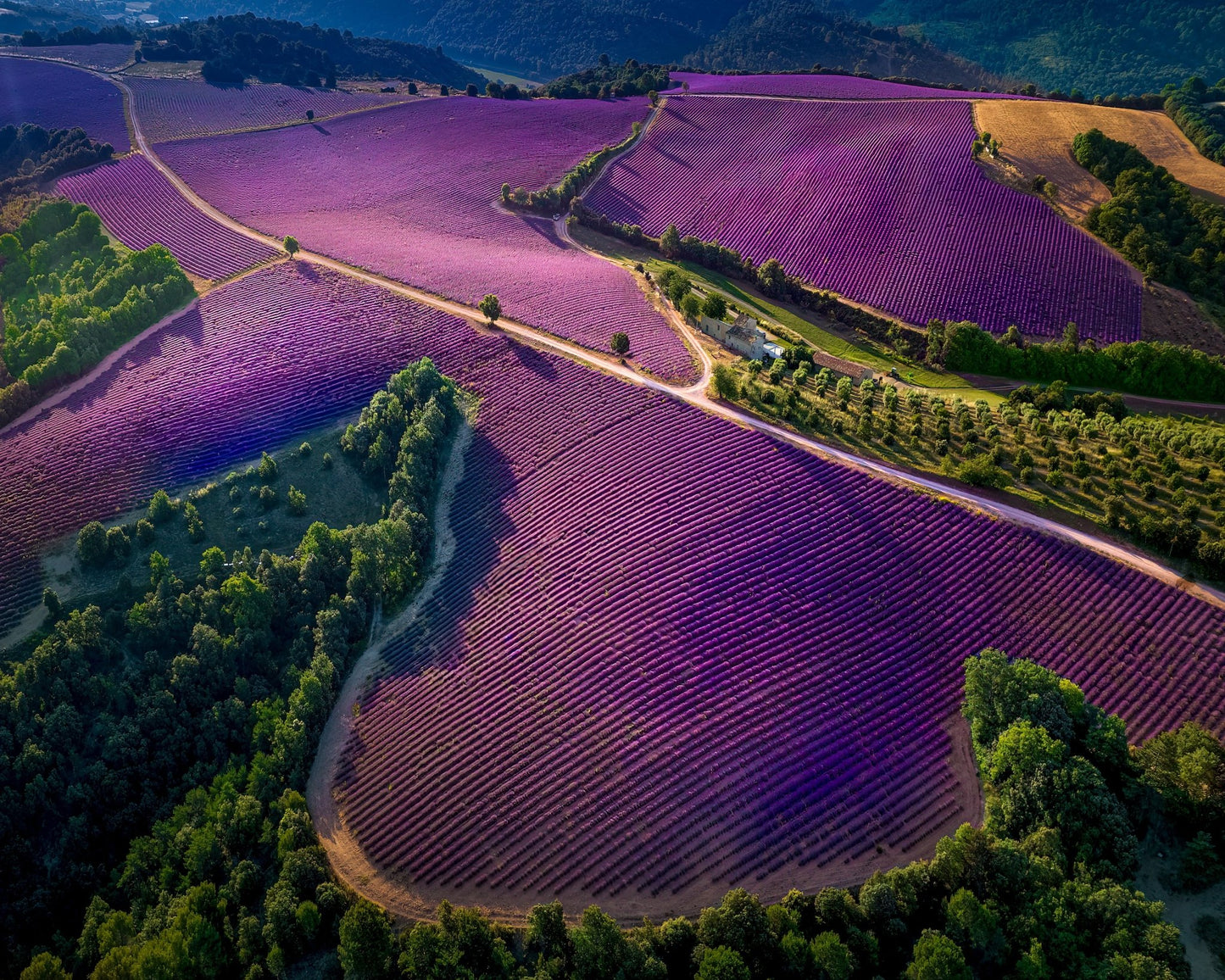 Provence Ultra Purple