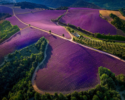 Provence Ultra Purple