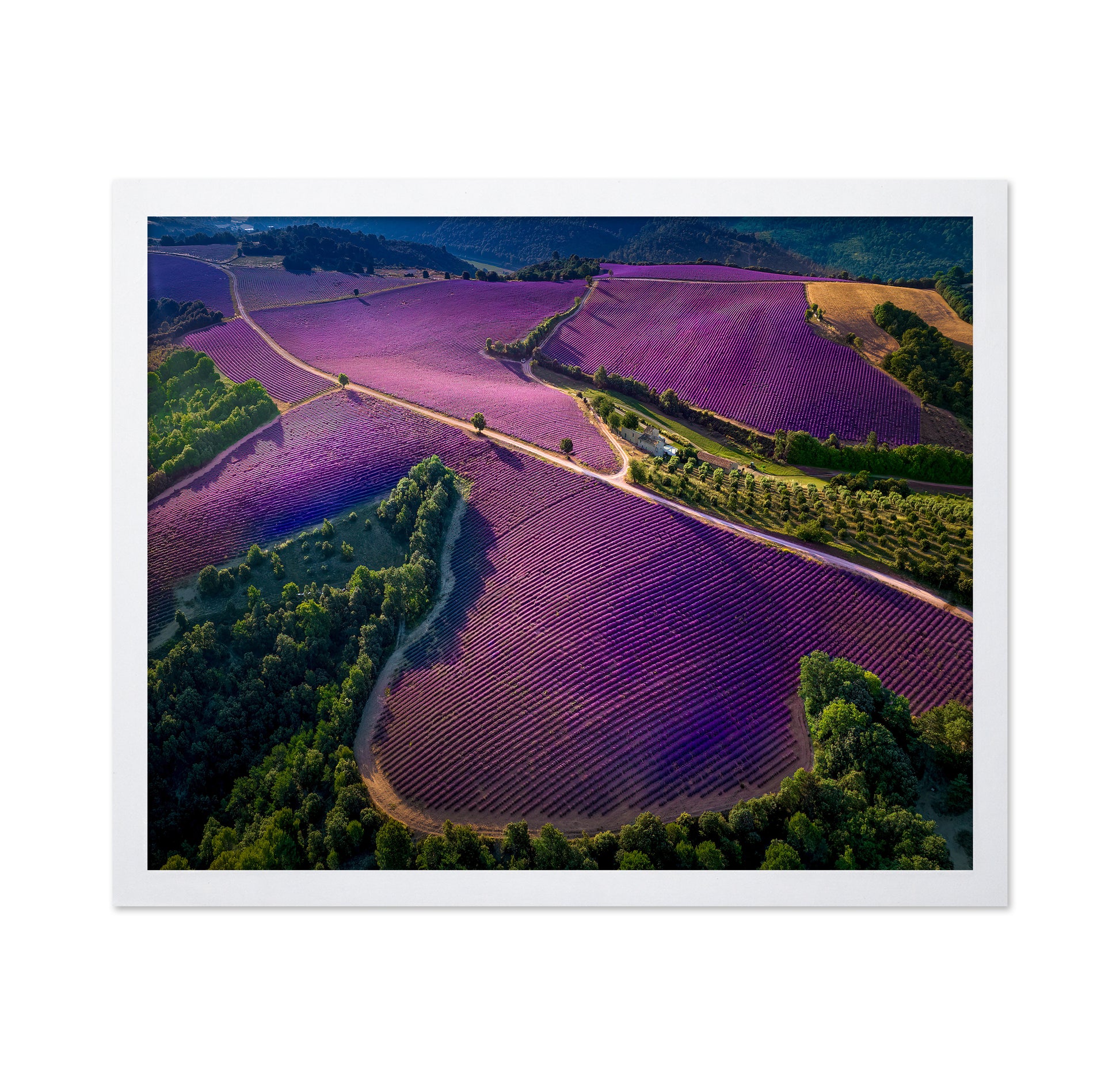 Provence Ultra Purple