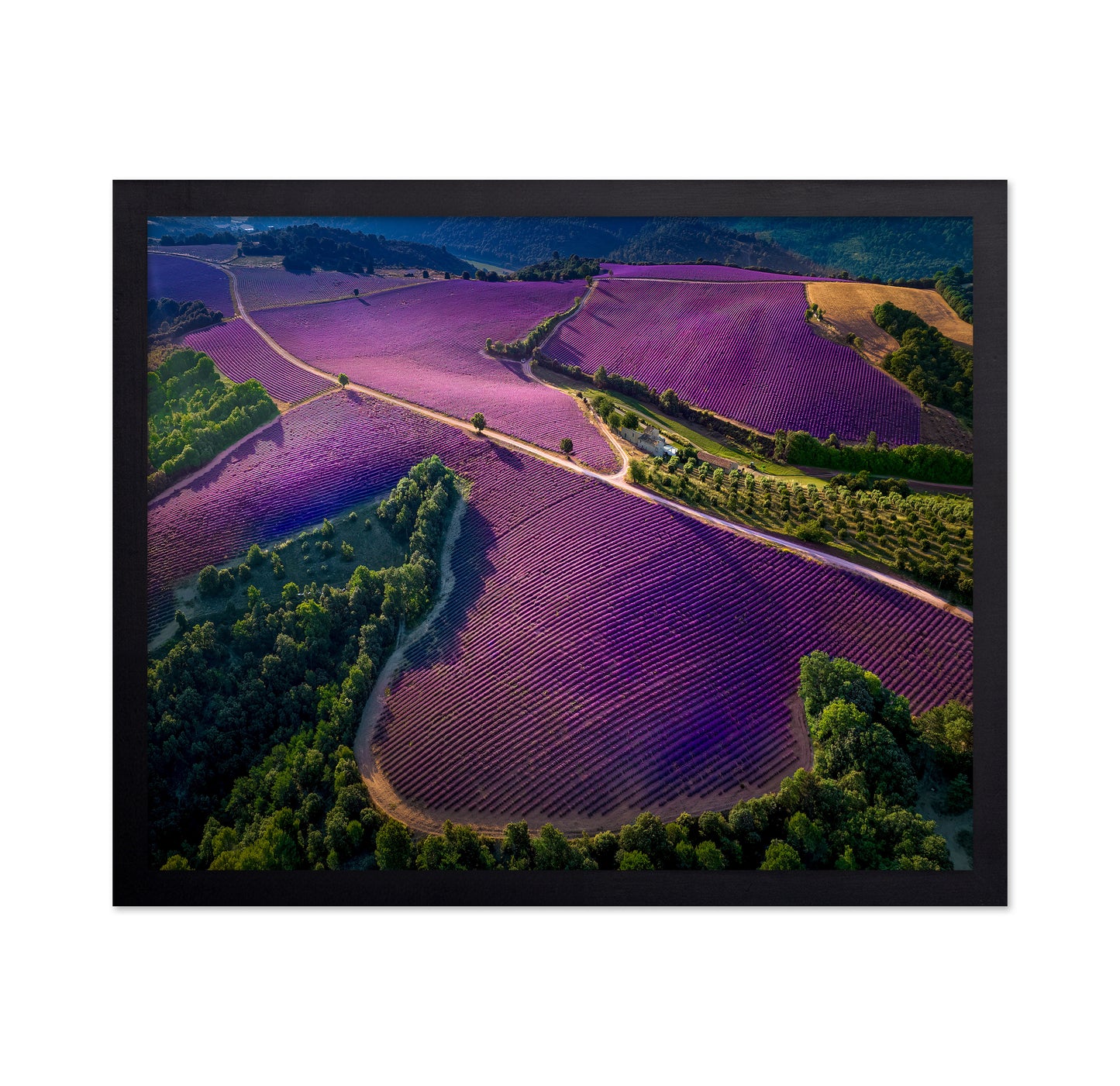 Provence Ultra Purple