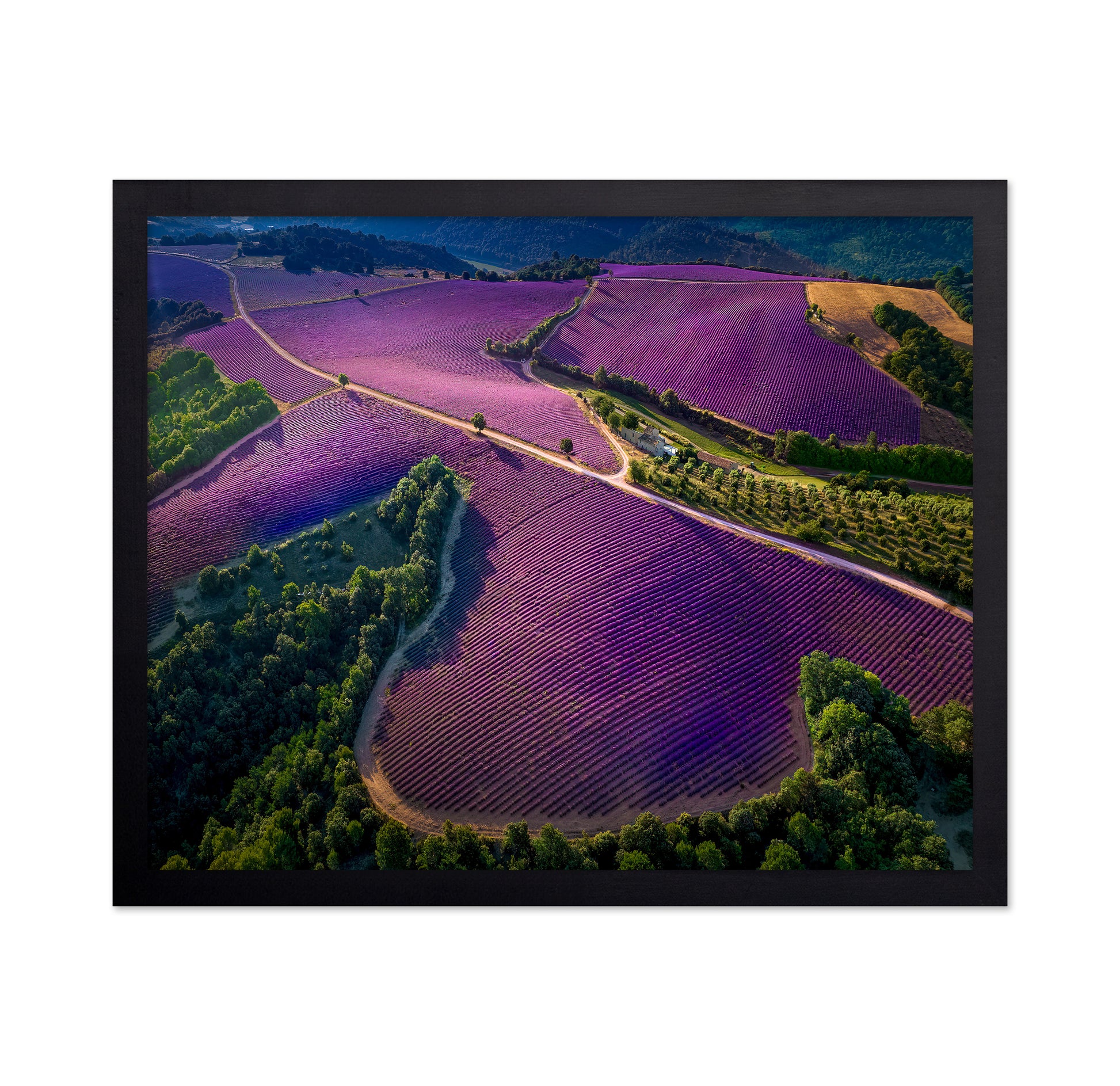 Provence Ultra Purple