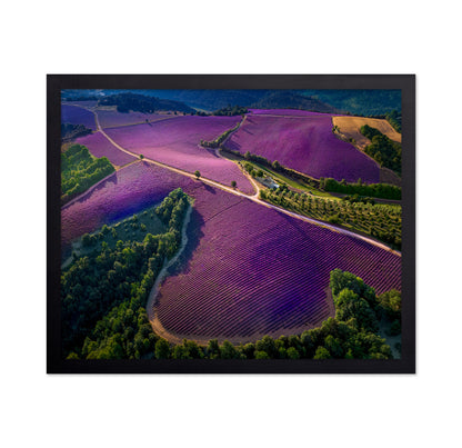 Provence Ultra Purple