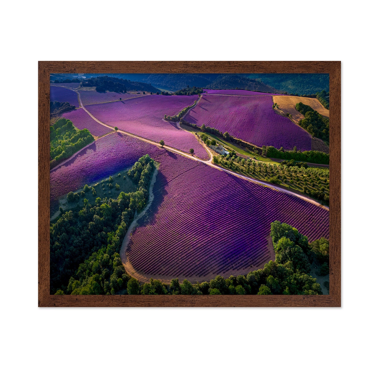 Provence Ultra Purple