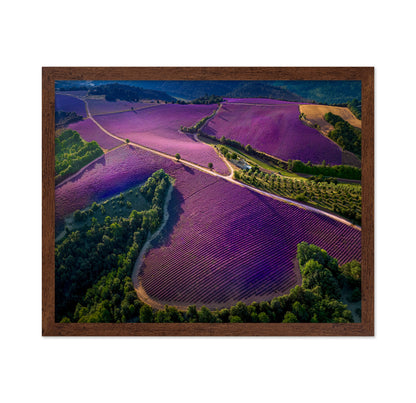 Provence Ultra Purple