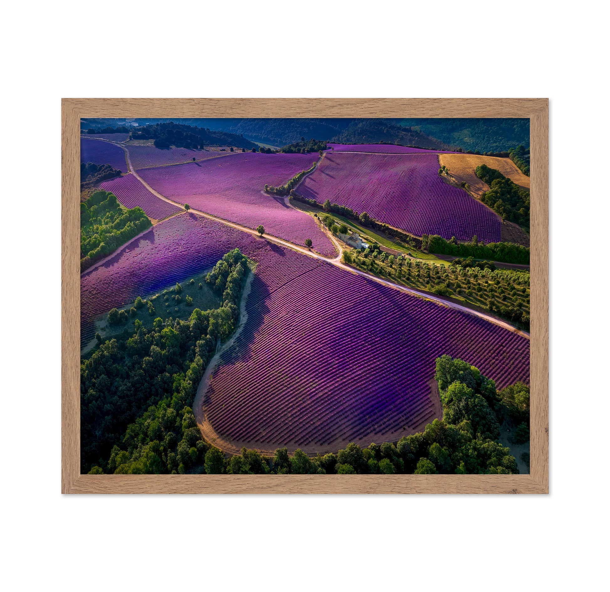 Provence Ultra Purple